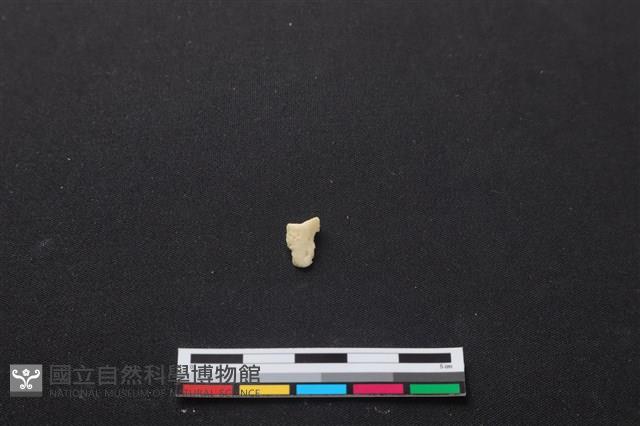梅花鹿骨藏品圖，第2張