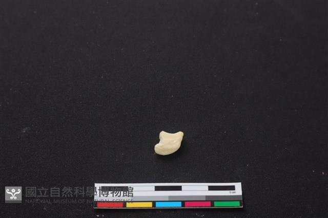 梅花鹿骨藏品圖，第2張