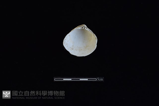 臺灣文蛤藏品圖，第2張