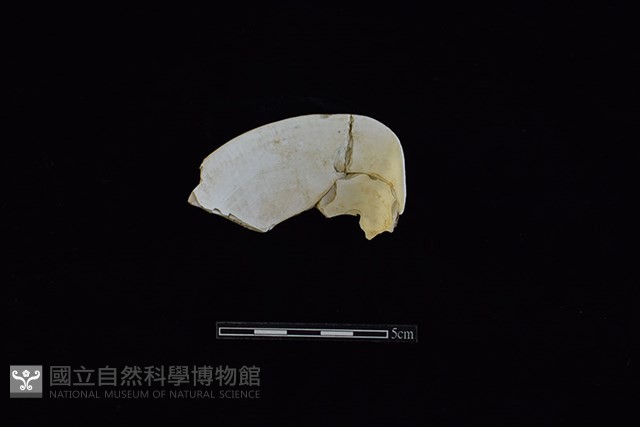 臺灣文蛤藏品圖，第2張