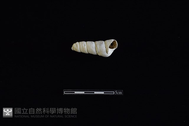 錐螺藏品圖，第2張
