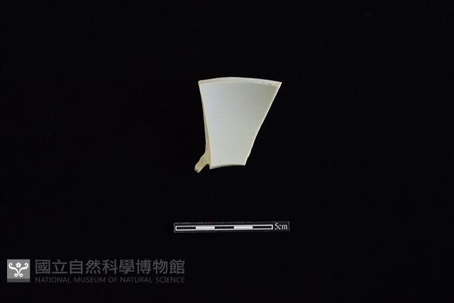 碟藏品圖，第2張