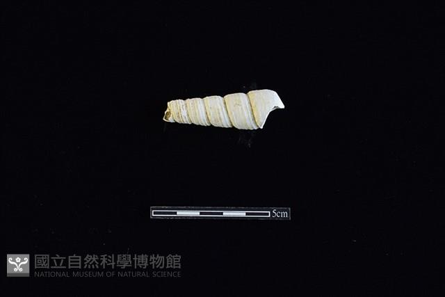 錐螺藏品圖，第2張