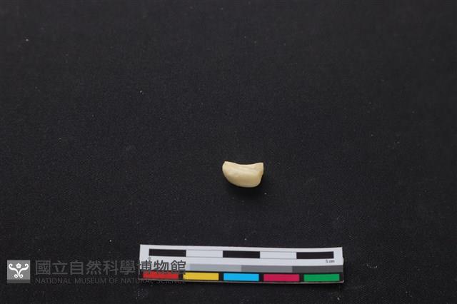 梅花鹿骨藏品圖，第2張