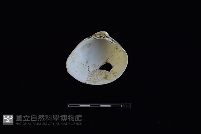 臺灣文蛤藏品圖，第2張