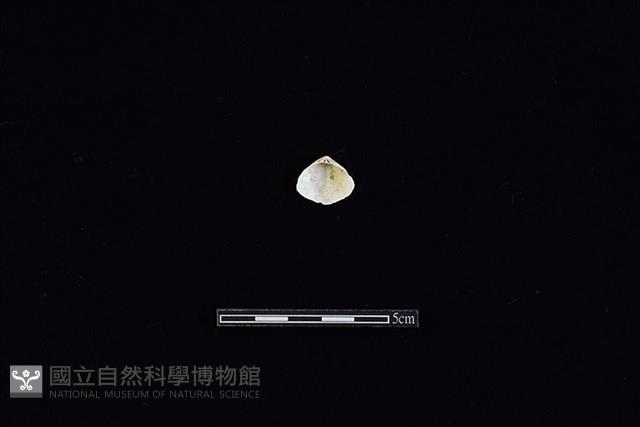 斧蛤藏品圖，第2張