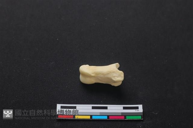 梅花鹿骨藏品圖，第2張