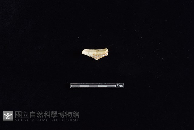 茶壺藏品圖，第2張