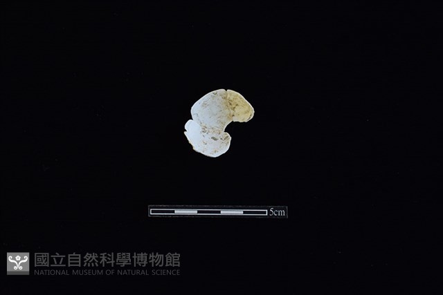 花蛤藏品圖，第2張