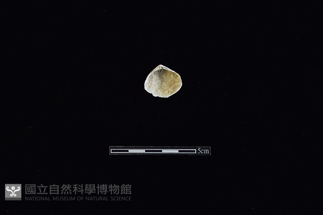 花蛤藏品圖，第2張