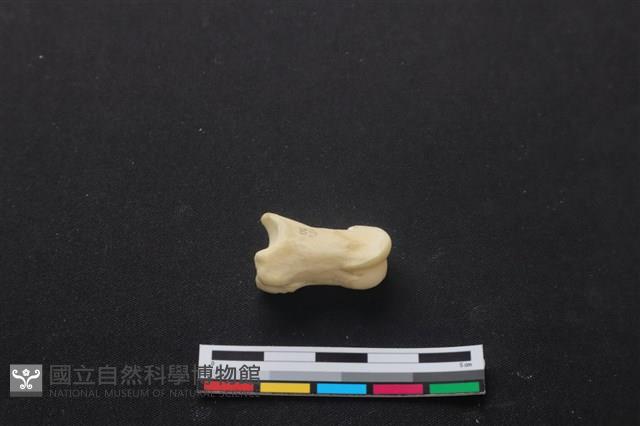梅花鹿骨藏品圖，第2張