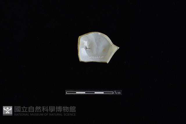 杯藏品圖，第2張