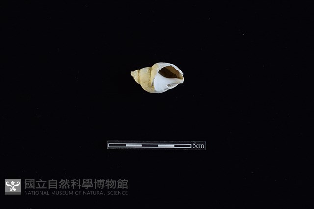 鳳螺藏品圖，第2張