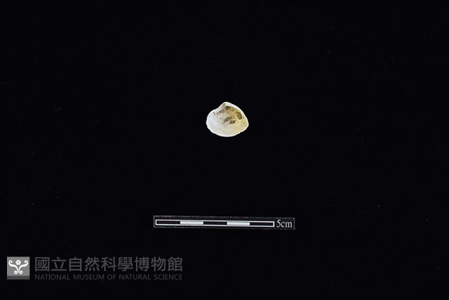 斧蛤藏品圖，第2張