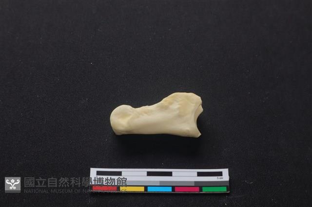 梅花鹿骨藏品圖，第2張