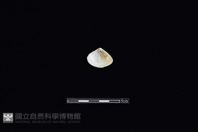 花蛤藏品圖，第2張