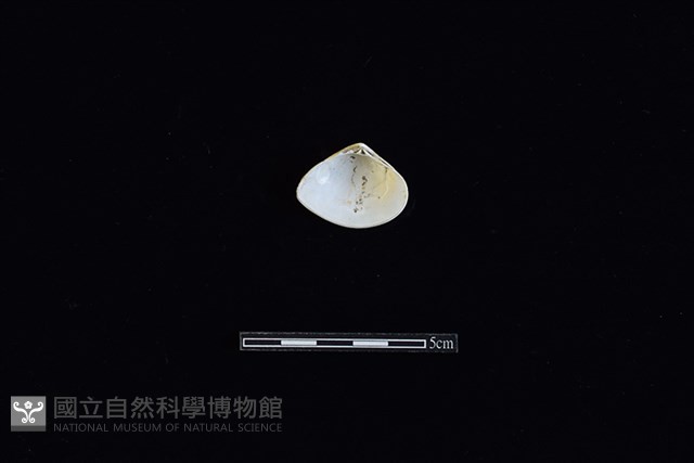 花蛤藏品圖，第2張