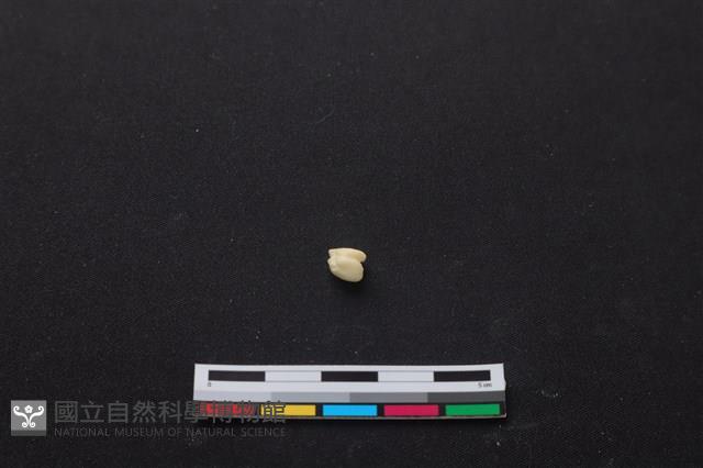 梅花鹿骨藏品圖，第2張