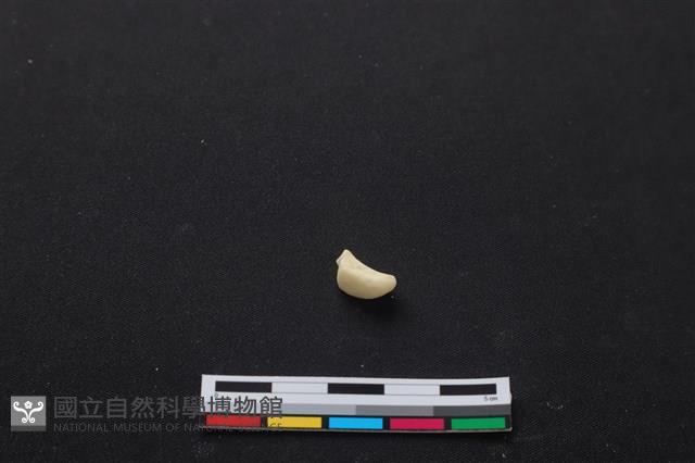 梅花鹿骨藏品圖，第2張