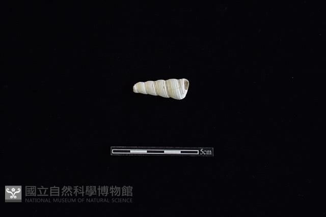 錐螺藏品圖，第2張