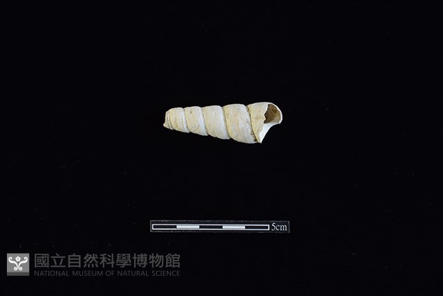 錐螺藏品圖，第2張