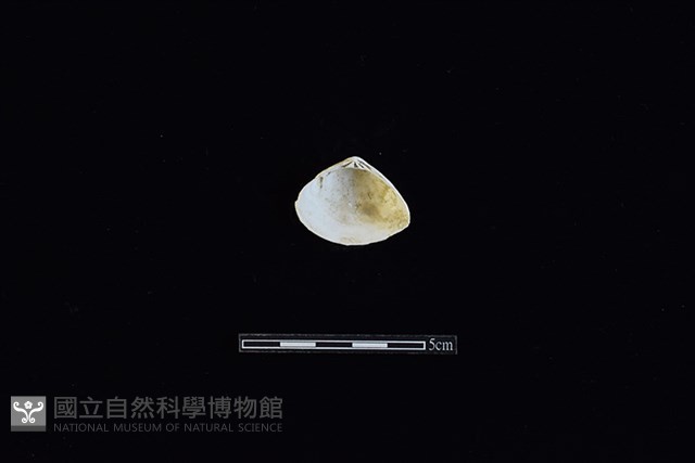 花蛤藏品圖，第2張