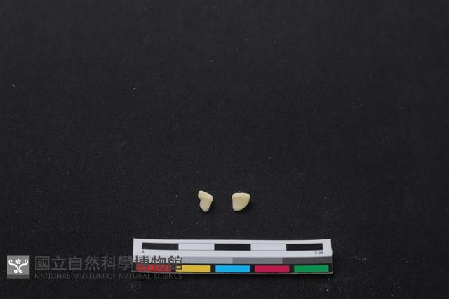 梅花鹿骨藏品圖，第2張