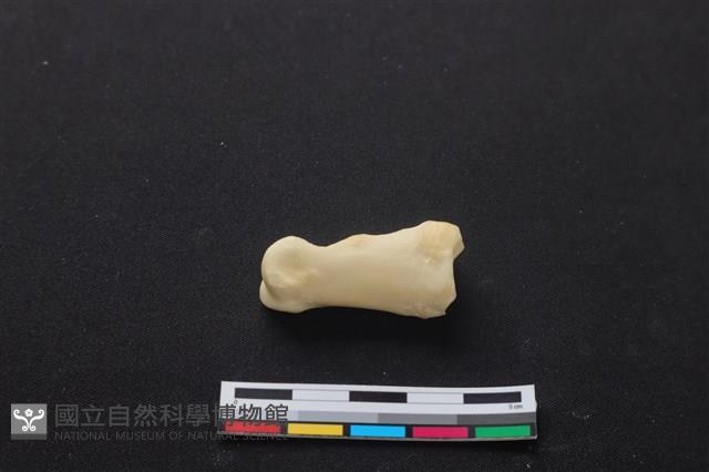 梅花鹿骨藏品圖，第2張