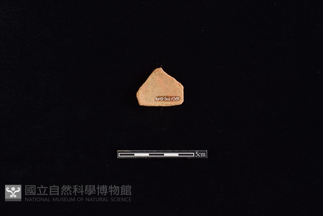 陶片藏品圖，第2張