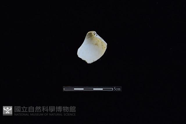 臺灣文蛤藏品圖，第2張