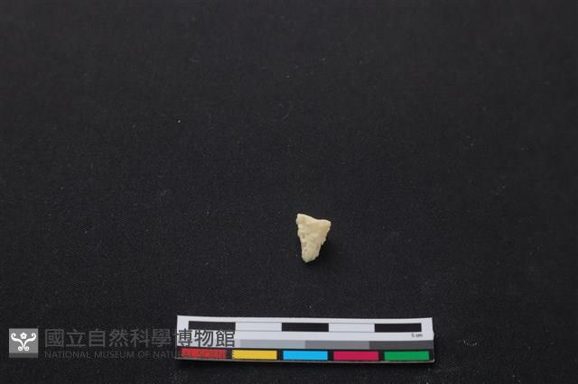 梅花鹿骨藏品圖，第2張