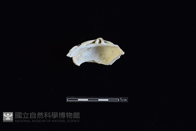 臺灣文蛤藏品圖，第2張