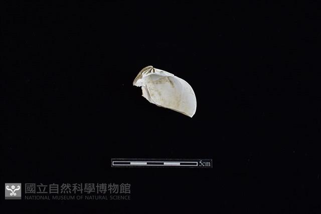 臺灣文蛤藏品圖，第2張