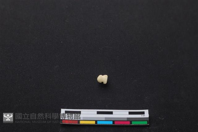 梅花鹿骨藏品圖，第2張