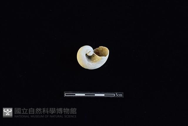 玉螺藏品圖，第2張