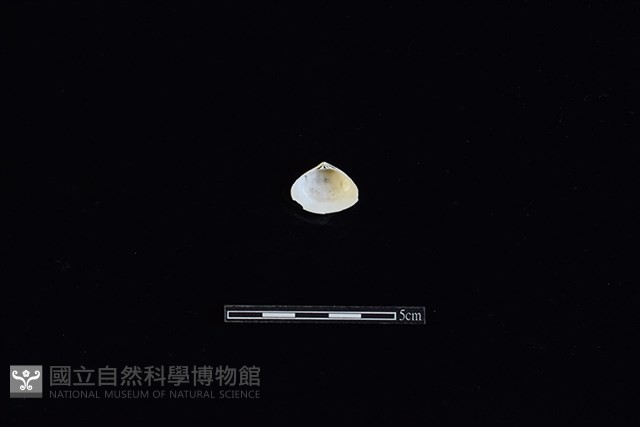 斧蛤藏品圖，第2張