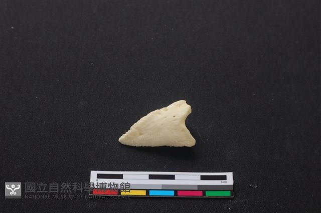 梅花鹿骨藏品圖，第2張