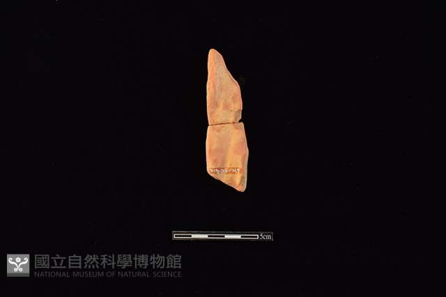 陶片藏品圖，第2張