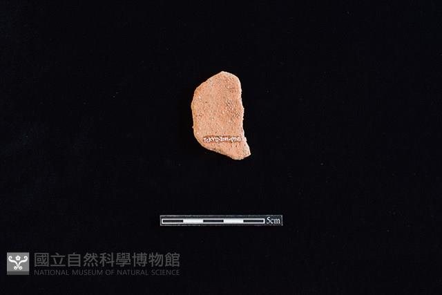 陶片藏品圖，第2張