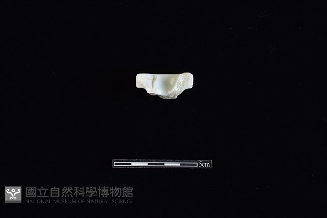 礙子藏品圖，第2張