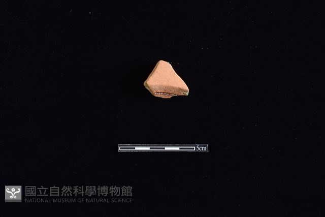 連杯藏品圖，第2張