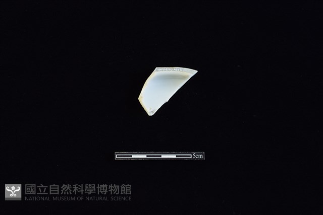 蓋藏品圖，第2張