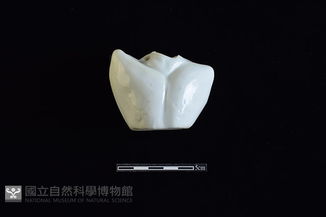 瓷玩具藏品圖，第2張