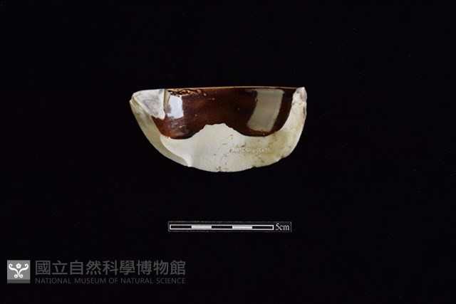 瓷片藏品圖，第2張