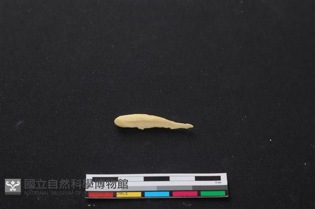 梅花鹿骨藏品圖，第1張