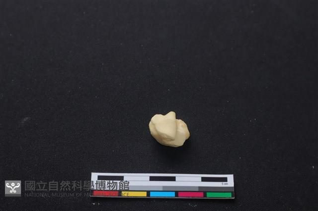 梅花鹿骨藏品圖，第1張