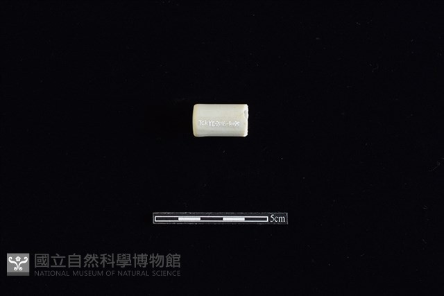 瓷管藏品圖，第1張