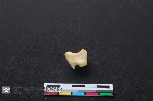 梅花鹿骨藏品圖，第1張