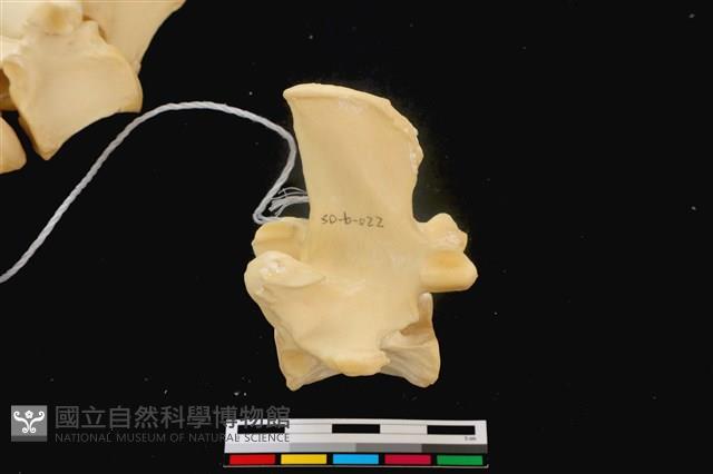梅花鹿骨藏品圖，第1張