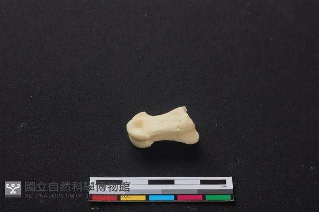 梅花鹿骨藏品圖，第1張